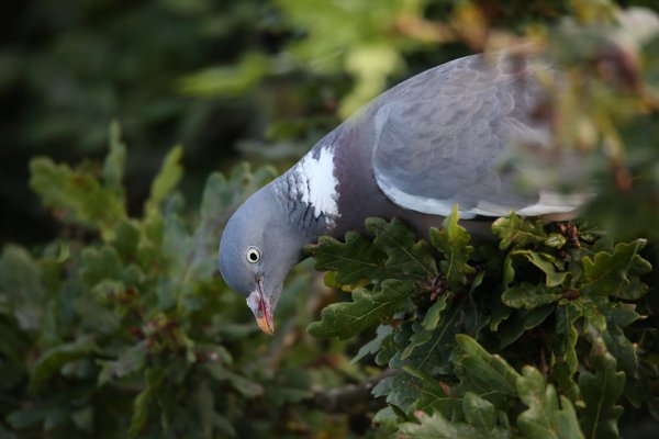 Pigeon 2